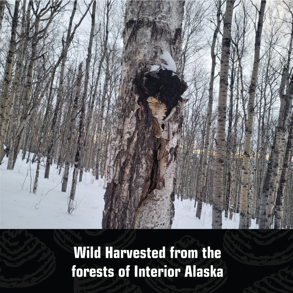 Wild Alaska Chaga Powder - AlaskaChaga