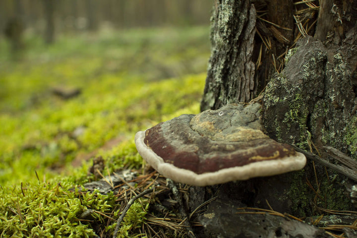 Chaga as a Superfood - AlaskaChaga