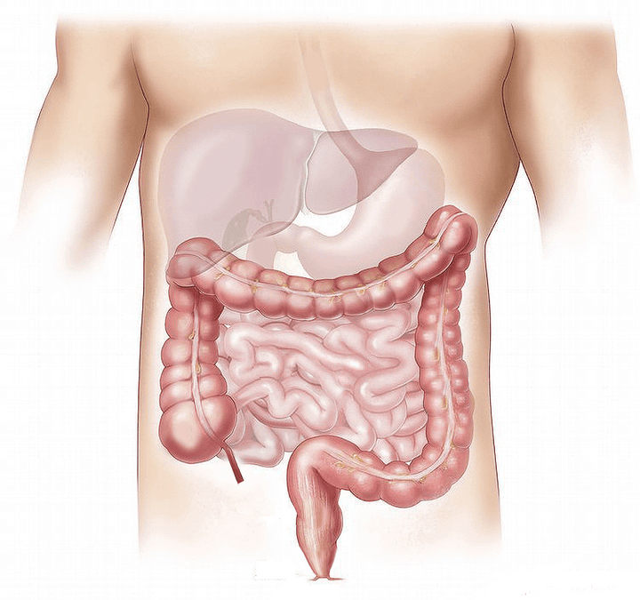 Chaga for Intestinal Rehabilitation - AlaskaChaga