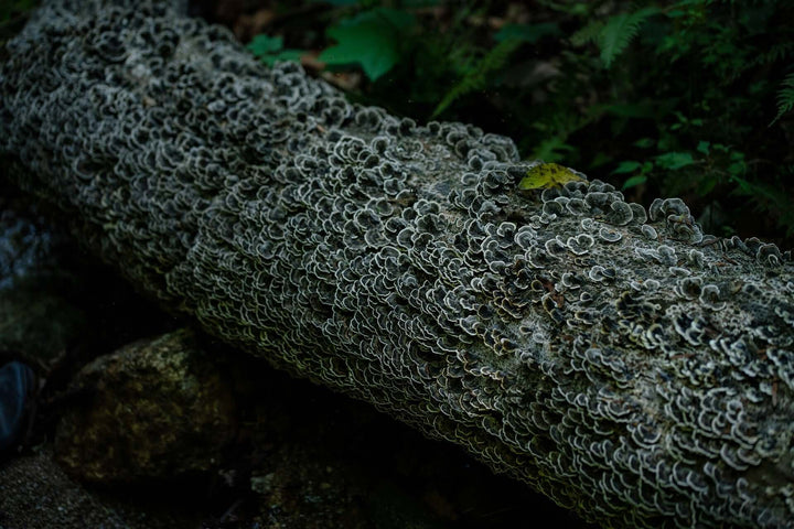 Mushroom Teas of Alaska and Siberia - AlaskaChaga