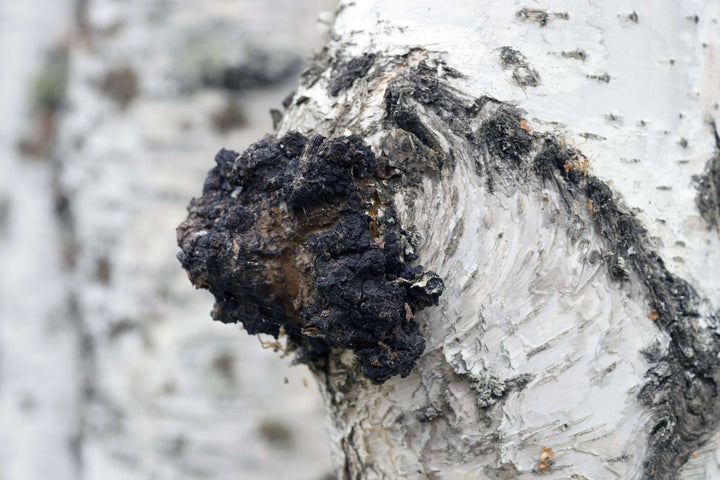 The History of Chaga - AlaskaChaga