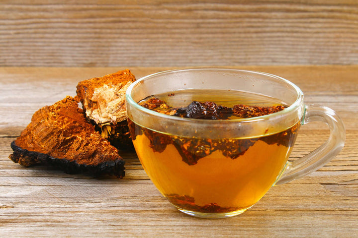 Using Chaga to Fight Cancer - AlaskaChaga