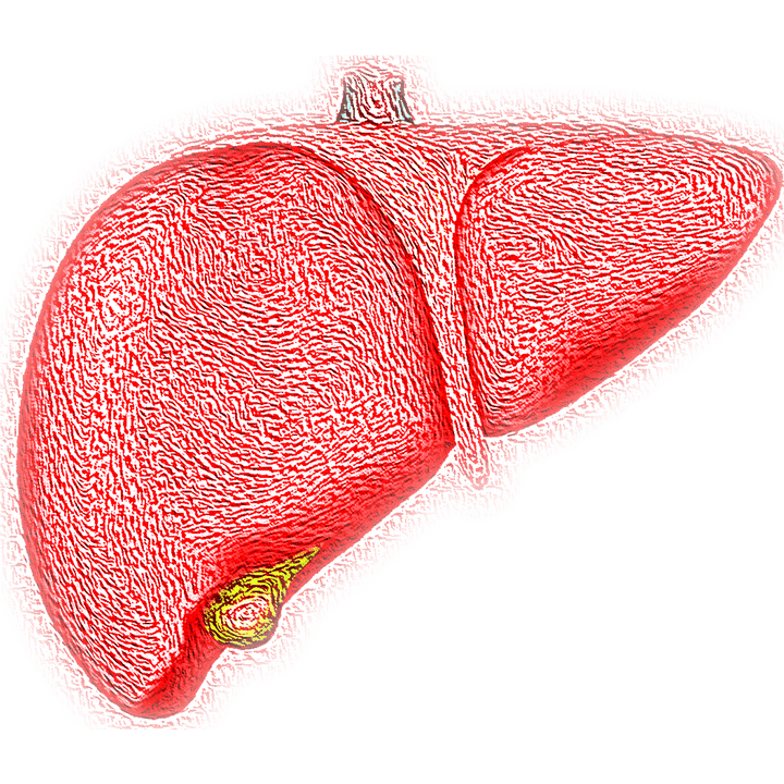 Healing Fatty Liver with Chaga - AlaskaChaga