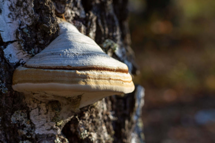 What is Chaga Used For? - AlaskaChaga