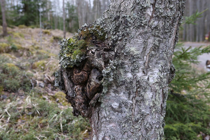 How to Grind Chaga - AlaskaChaga