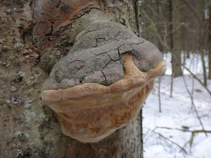 What is Chaga Mycelium? - AlaskaChaga