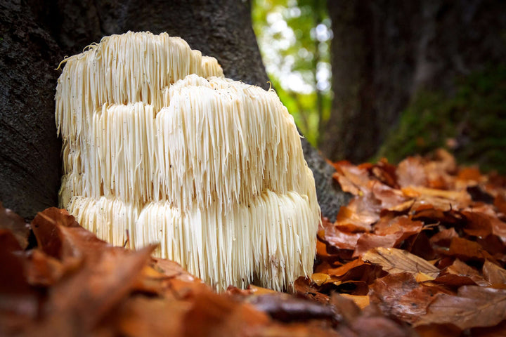 How to Use Chaga and Lion's Mane - AlaskaChaga