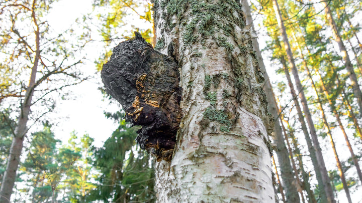 Is Chaga Safe? - AlaskaChaga