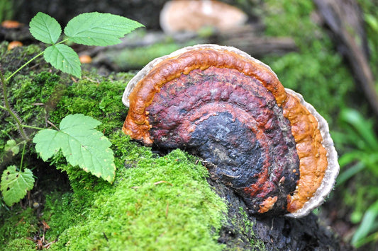 Can You Eat Raw Chaga? The Honest Answer (And Why Most Don't) - AlaskaChaga