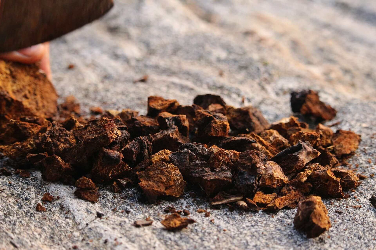 How Long Does Chaga Last? Shelf Life by Form (Chunks, Powder, Tincture) - AlaskaChaga