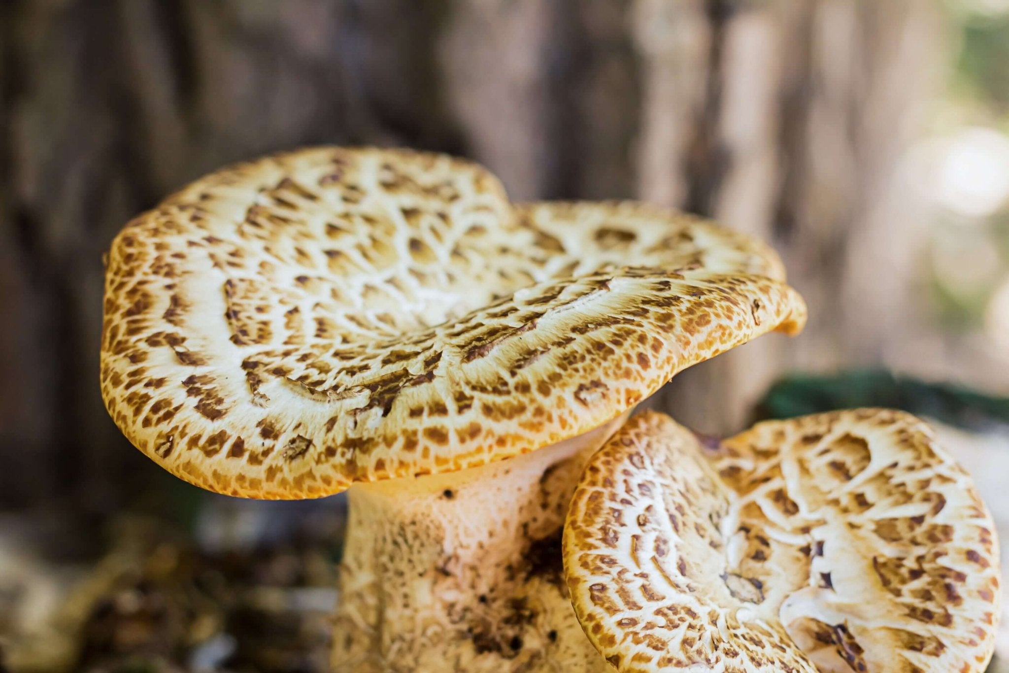 How to Identify Fake or Low-Grade Chaga – AlaskaChaga