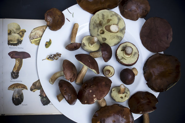 Medicinal Mushrooms of Alaska and Siberia - AlaskaChaga