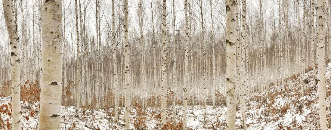 What Happens to Trees with Chaga? - AlaskaChaga