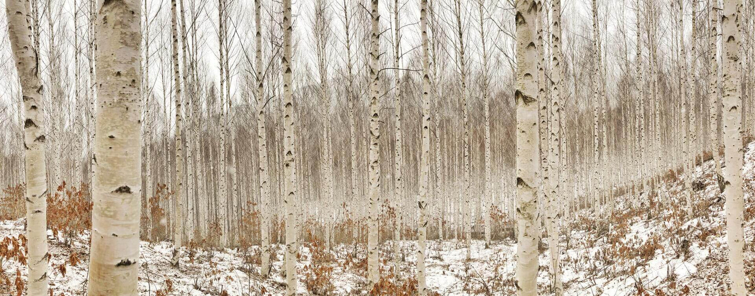 What Happens to Trees with Chaga? - AlaskaChaga