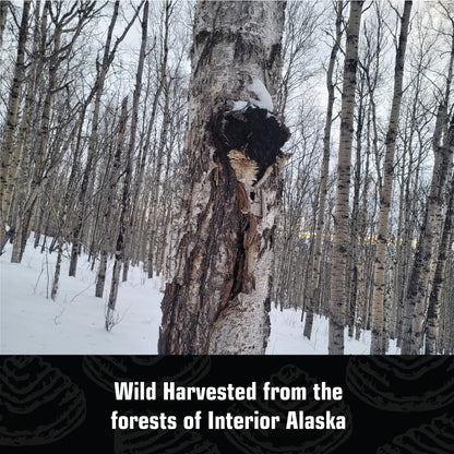 Wild Alaska Chaga Powder