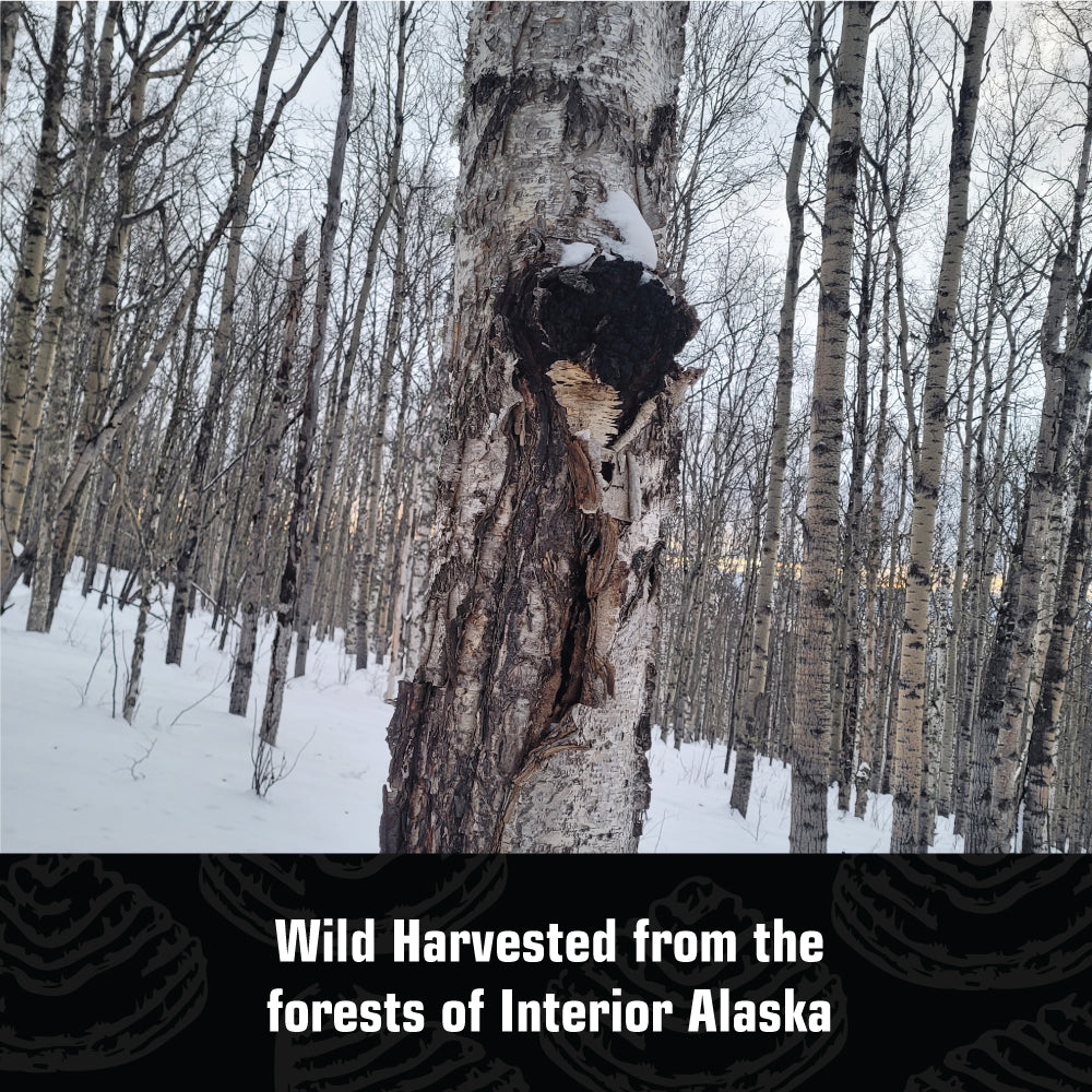 Chaga Brocken aus alaskanischer Wildsammlung