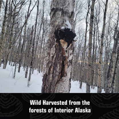 Wild Alaska Chaga Powder - AlaskaChaga