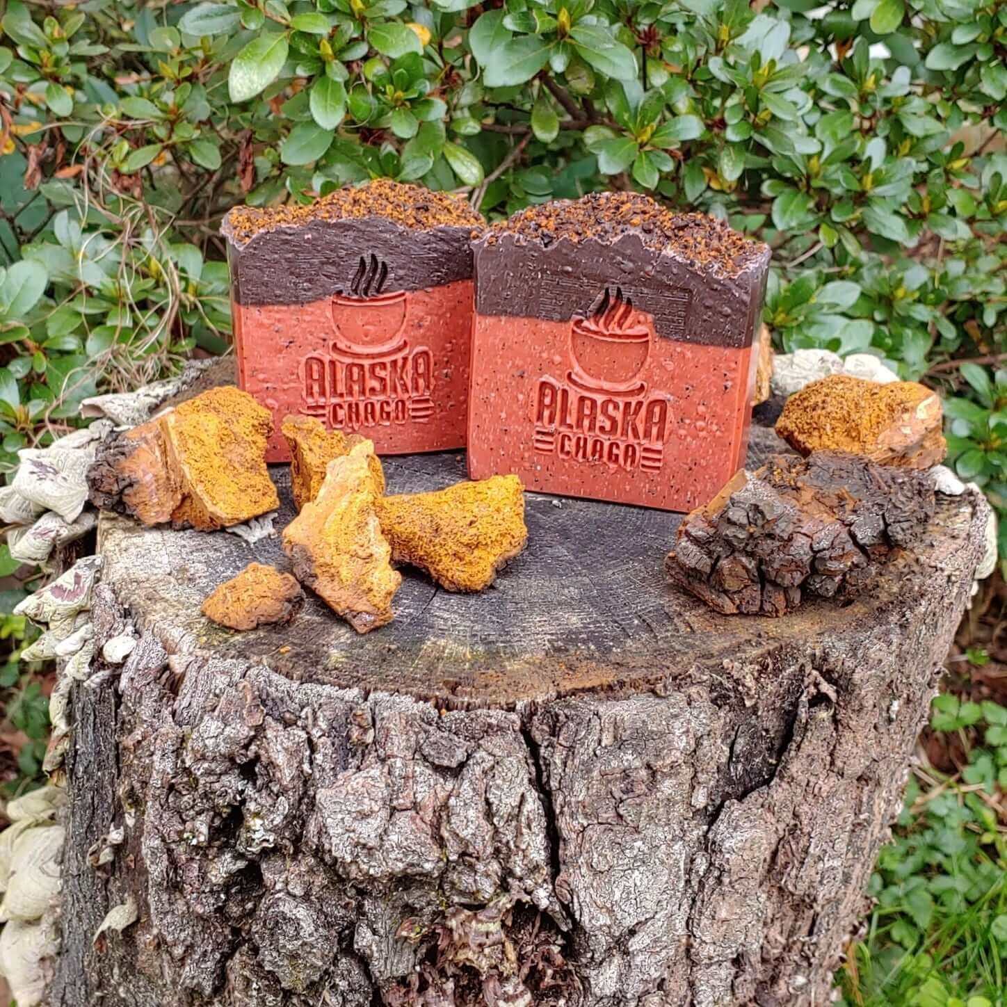 Alaska Chaga mushroom soap bars on a stump with chaga chunks and green foliage