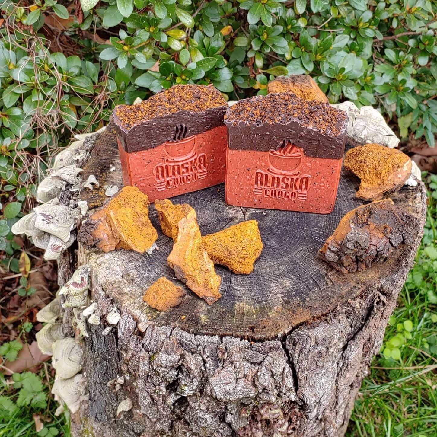 Two bars of Alaska Chaga mushroom soap on a tree stump with wild chaga chunks