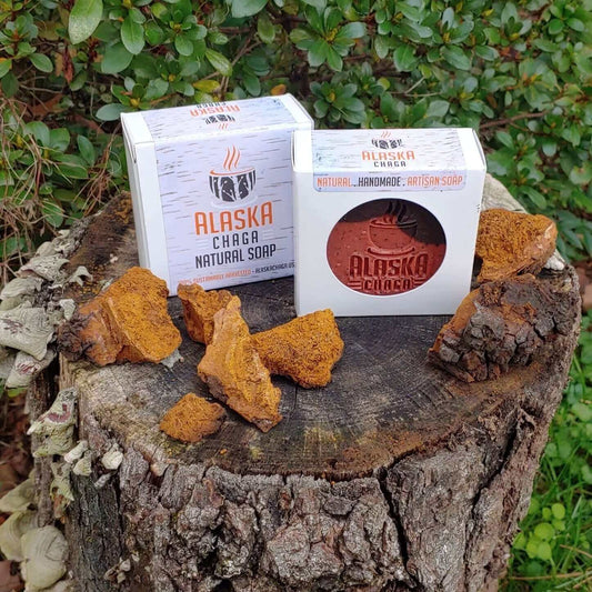 Box of Alaska Chaga natural soap with a bar and chaga chunks on a tree stump