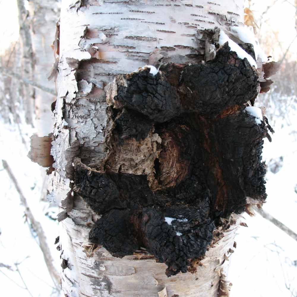 Wild Alaska Chaga Chunks - AlaskaChaga