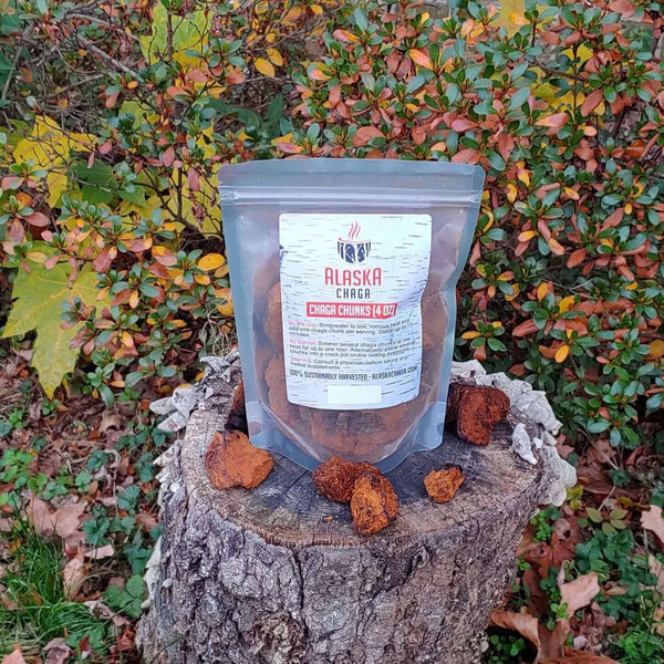 Chaga Mushroom Chunks - AlaskaChaga Wild-Harvested Antioxidant Mushroom Tea for Immune Support with Black Top Crust