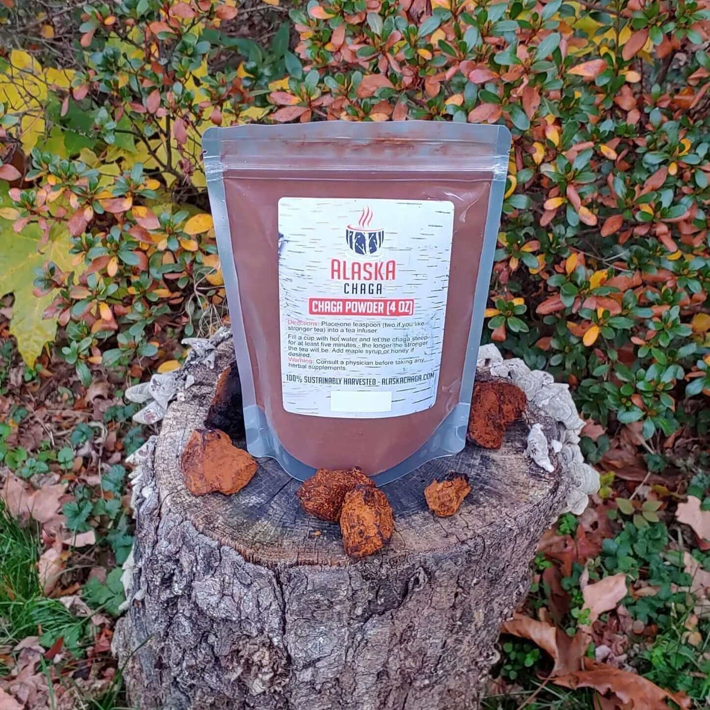 Pouch of Wild Alaska chaga powder on a tree stump among autumn leaves
